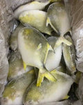 POMPANO FISH per kilo
