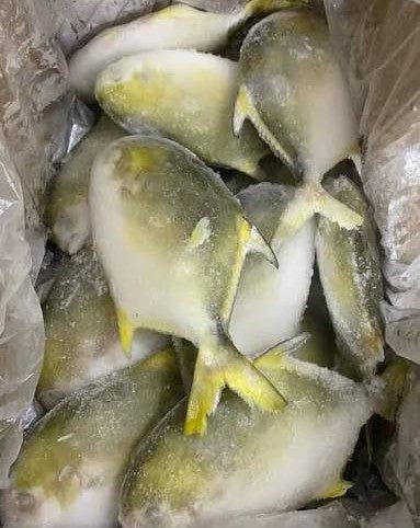POMPANO FISH per kilo